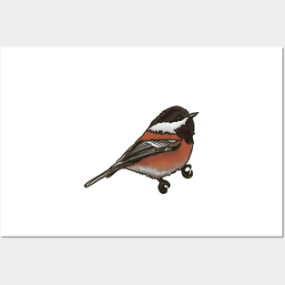 Chestnut-backed Chickadee Posters and Art